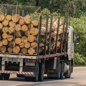 Robinier faux-acacia en grume séché 6 mois – Camion complet de 50 stères, bois très dense